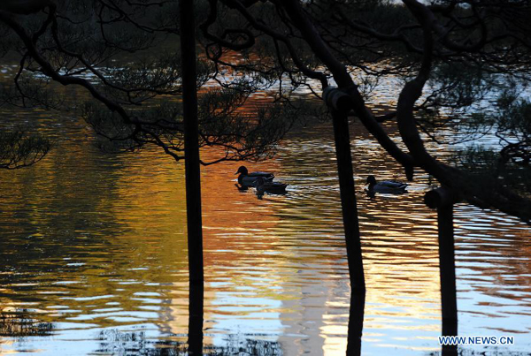 Winter scenery in Rikugi Garden of Tokyo