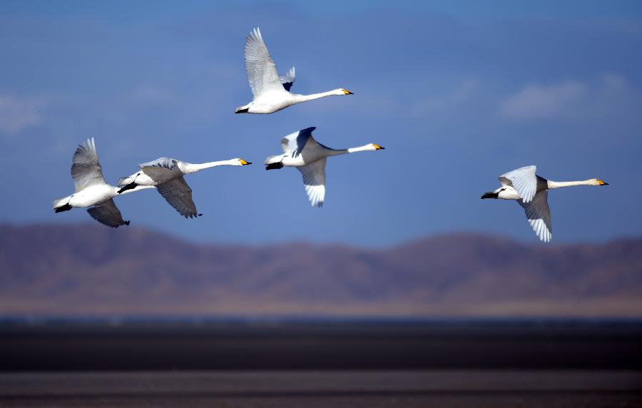 Beautiful scenery of Qinghai Lake