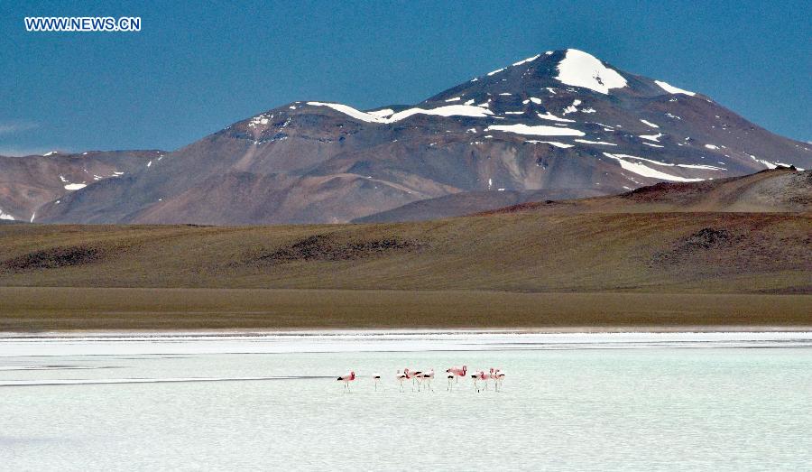 Flamingos fly over conservation zone in Argentina