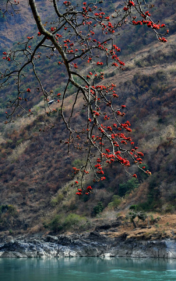 Kapok flowers blossom in Nujiang, China's Yunnan