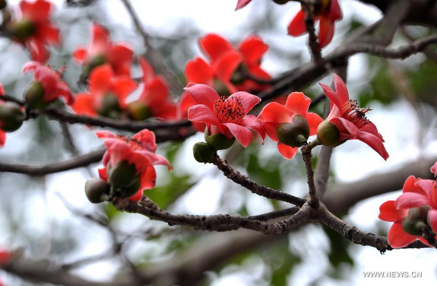 Flowers blossom around China