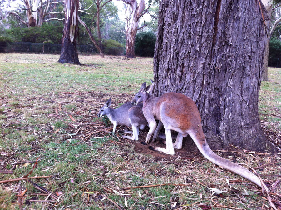 Snapshots of two cities: Adelaide and Perth