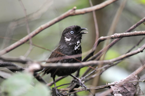 Rare bird sightings a testimony to Nonggang's uniqueness