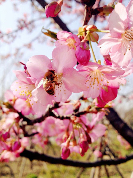 Gucun Park is all cherry blossom white