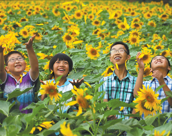 Fields of sunflowers star in Gansu