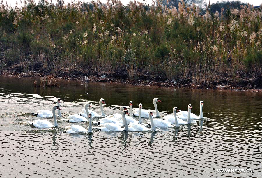 Yellow River estuary wetland natural reserve in E China