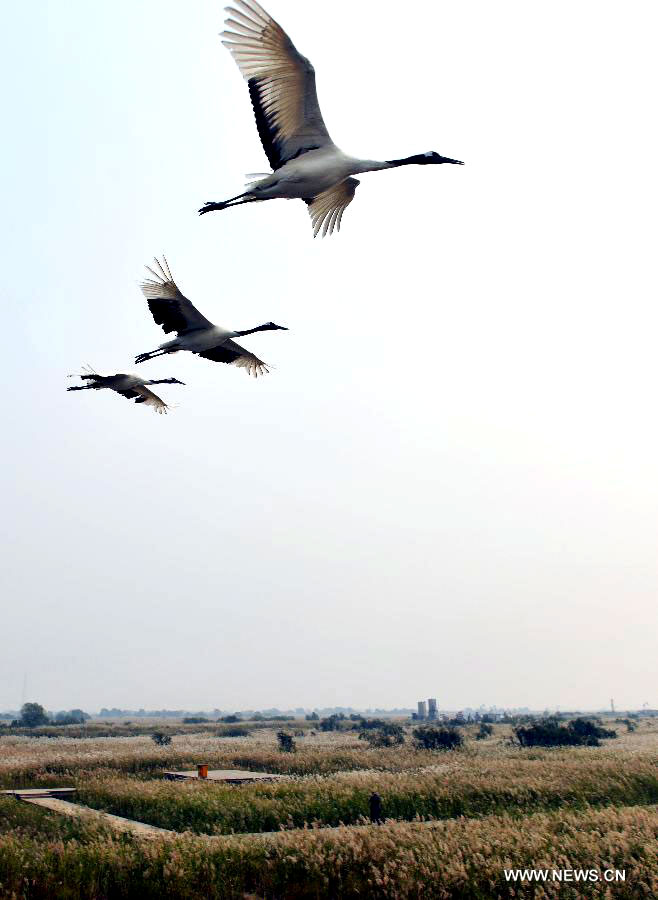 Yellow River estuary wetland natural reserve in E China