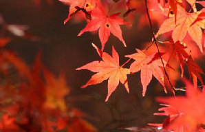 Autumn colors around China