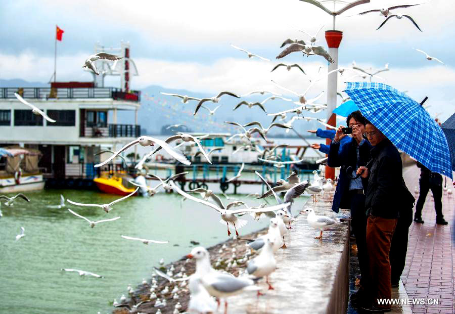 Red-billed gulls spend winter in Kunming