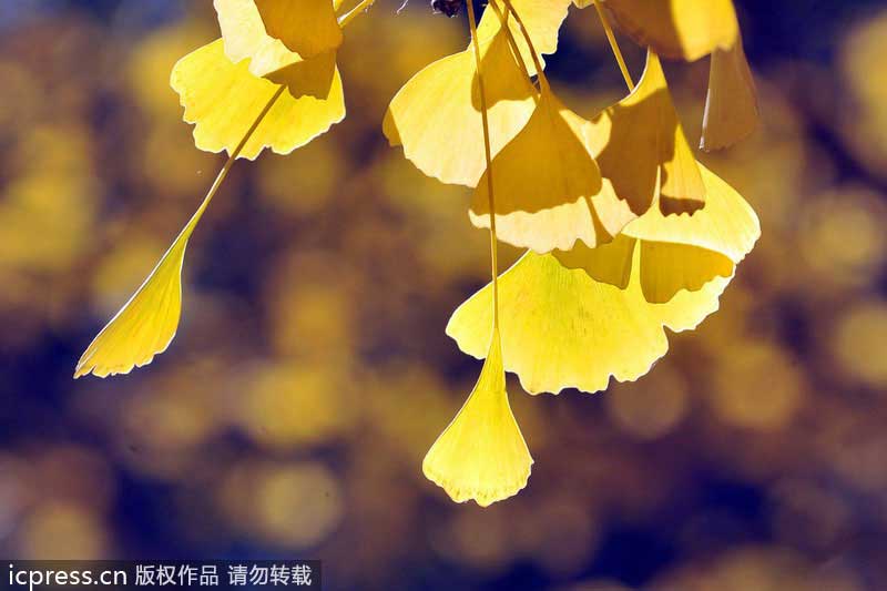 Golden ginkgo lightens Beijing up