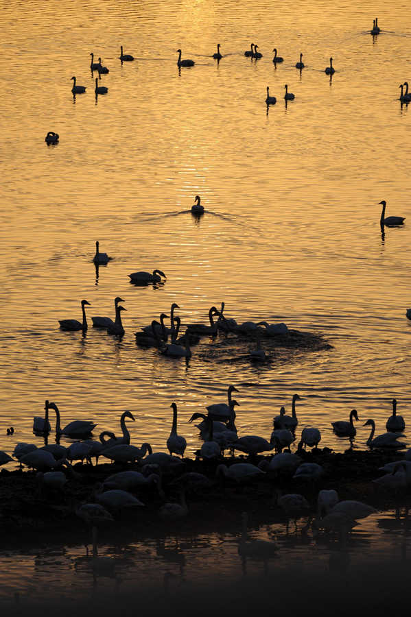 Paradise for swans