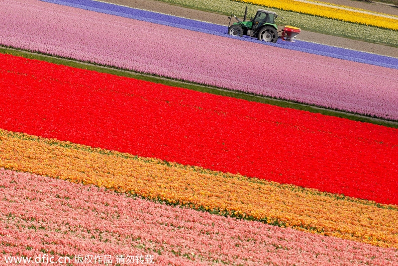 The Netherlands, a kingdom of tulips