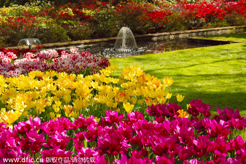 The Netherlands, a kingdom of tulips