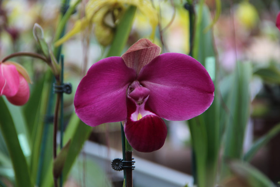 Orchid festival blossoms