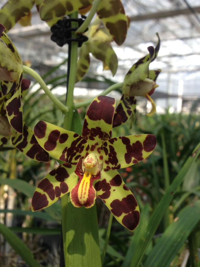 Orchid festival blossoms