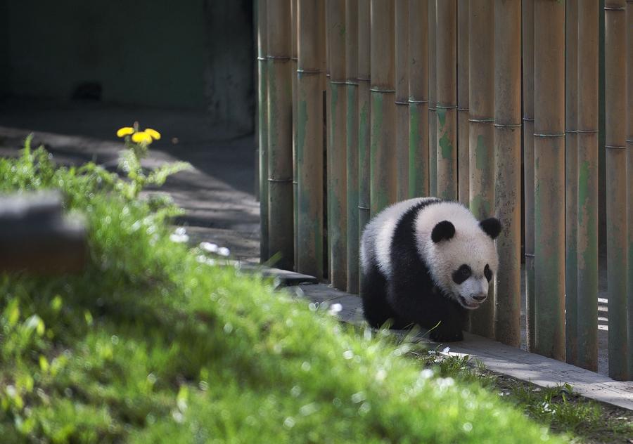 Panda Xing Bao on official presentation at Madrid Zoo