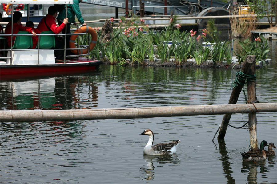 A bird-watching island in Shichahai