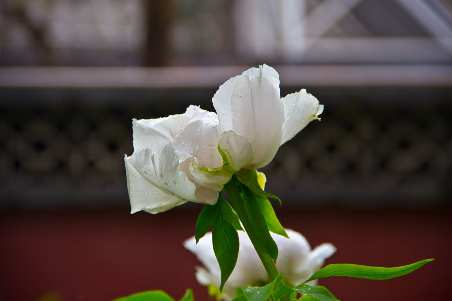 Bloom and bust: Jingshan Park's Peony Festival