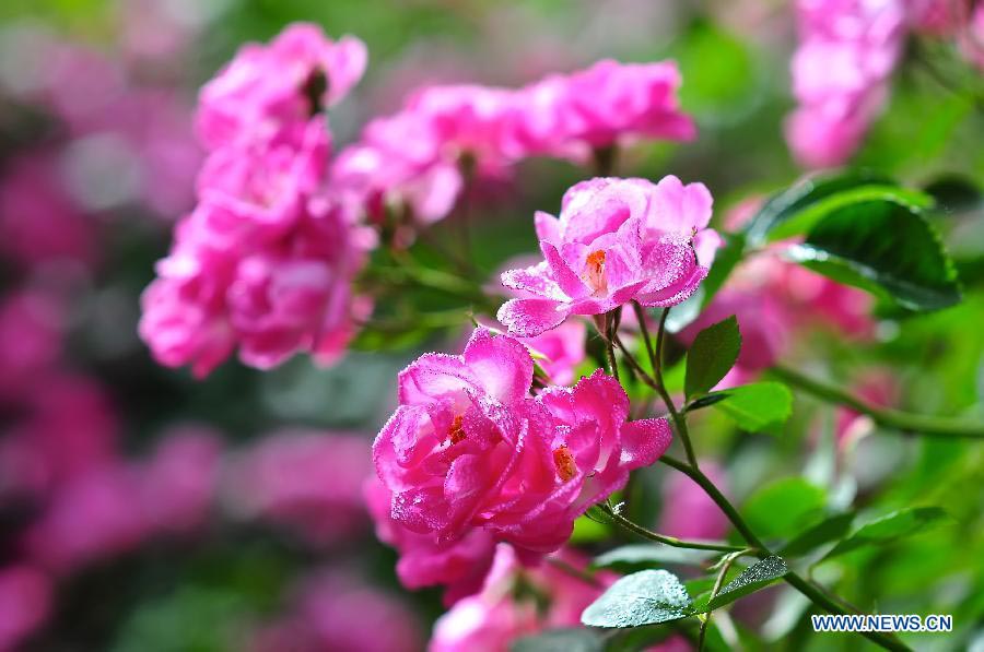 Tourists view Chinese roses in Beijing Botanical Garden