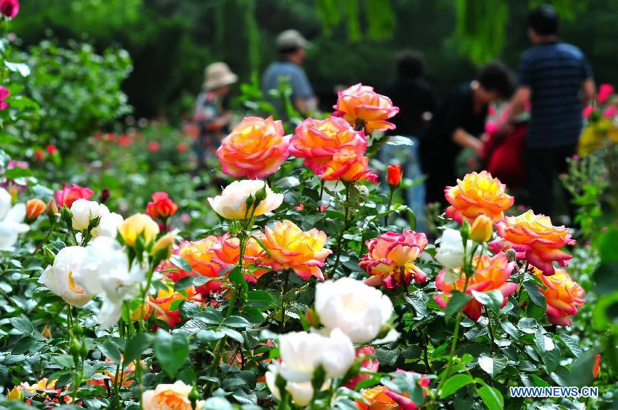 Tourists view Chinese roses in Beijing Botanical Garden