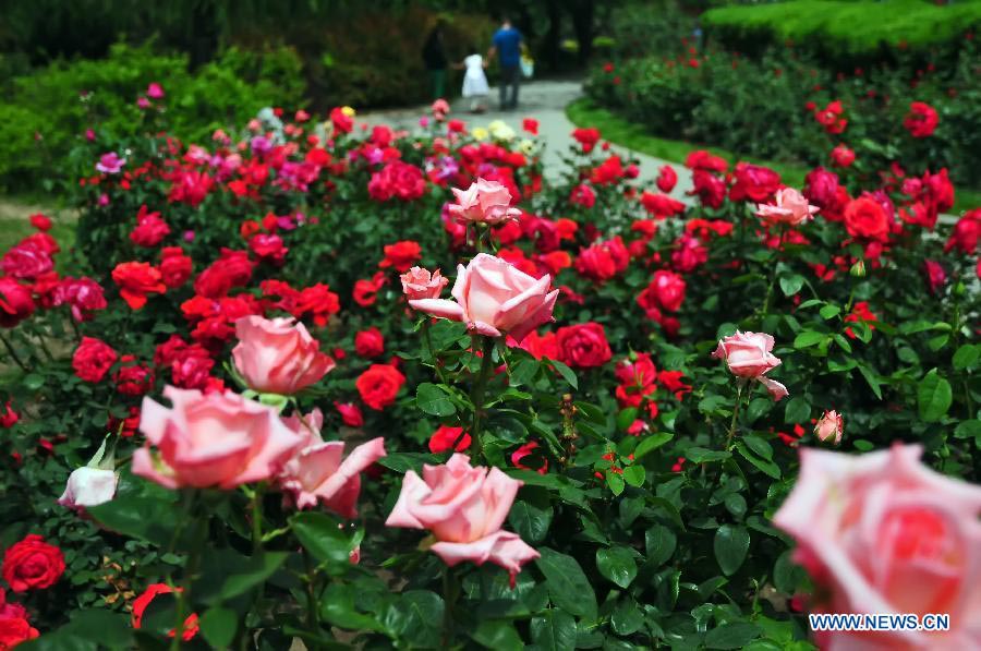 Tourists view Chinese roses in Beijing Botanical Garden