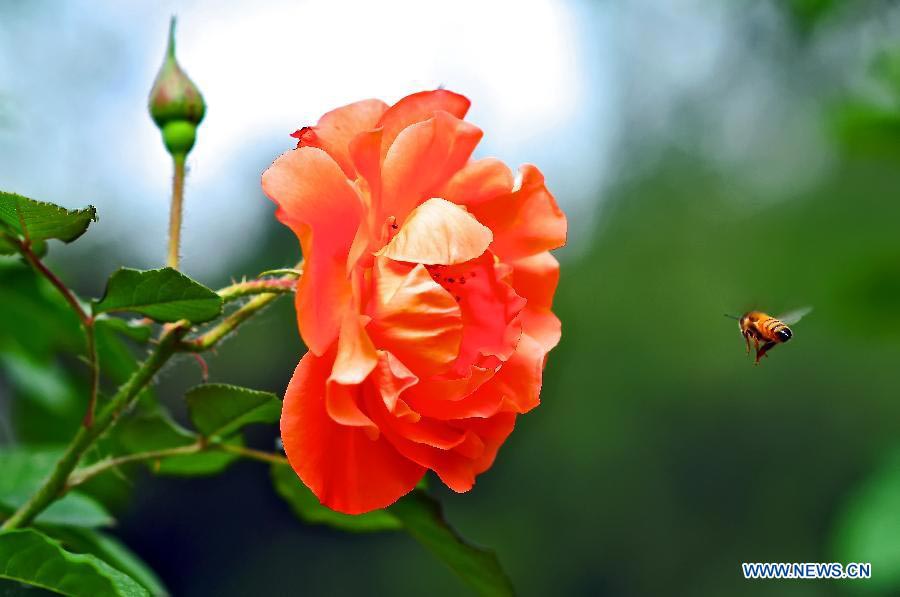 Tourists view Chinese roses in Beijing Botanical Garden