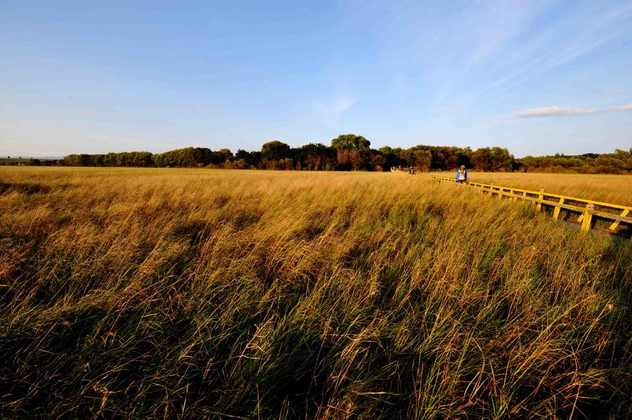 Charming wetland around Khanka Lake