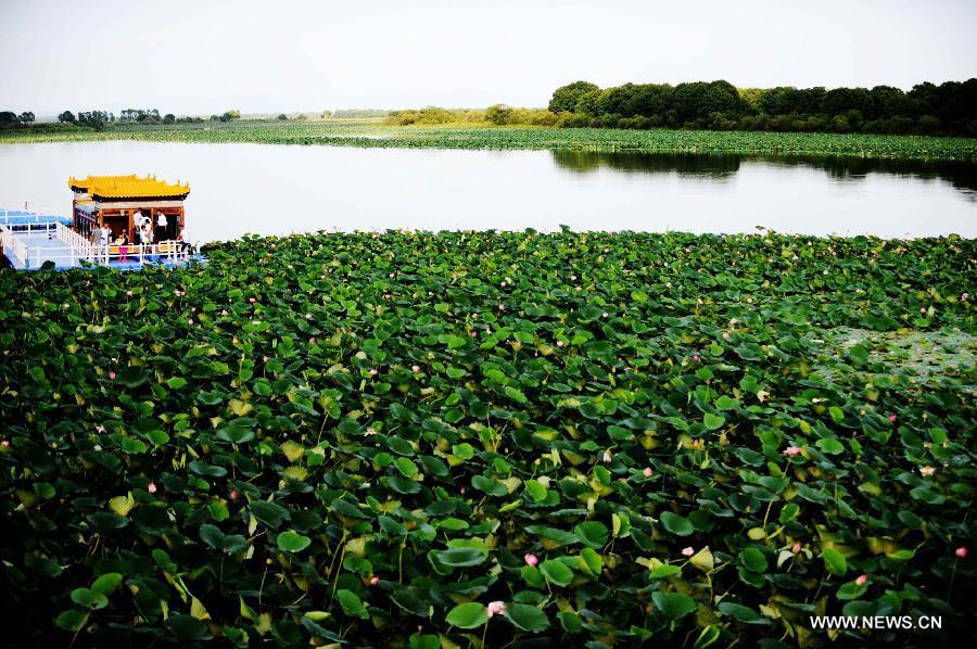 Wild lotus in NE China's Crescent Lake