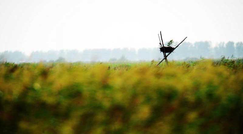 Tourists visit wetland of Honghe National Nature Reserve