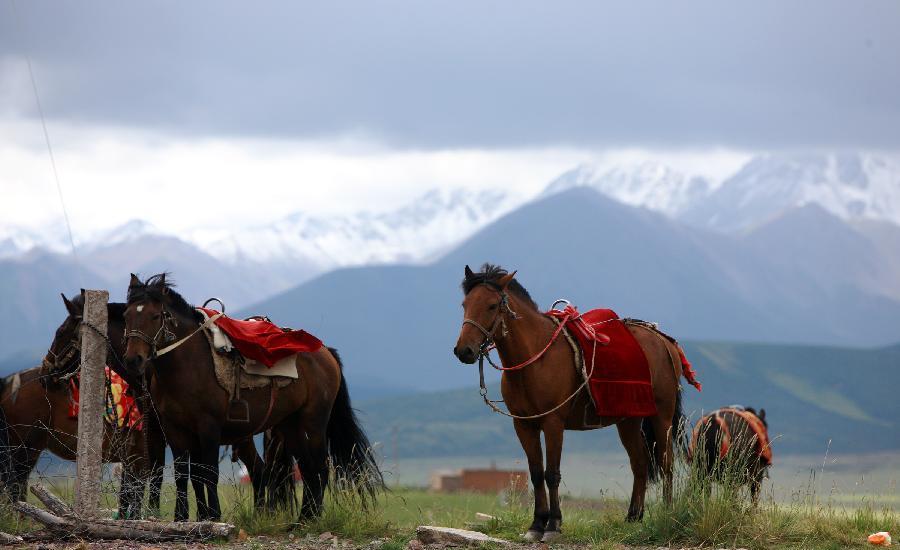 Horses graze at Shandan Horse Ranch in Gansu