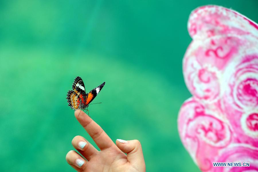 Butterfly carnival held in E China's Anhui