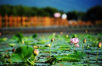 Beauty of Gahai Wetland in NW China's Gansu