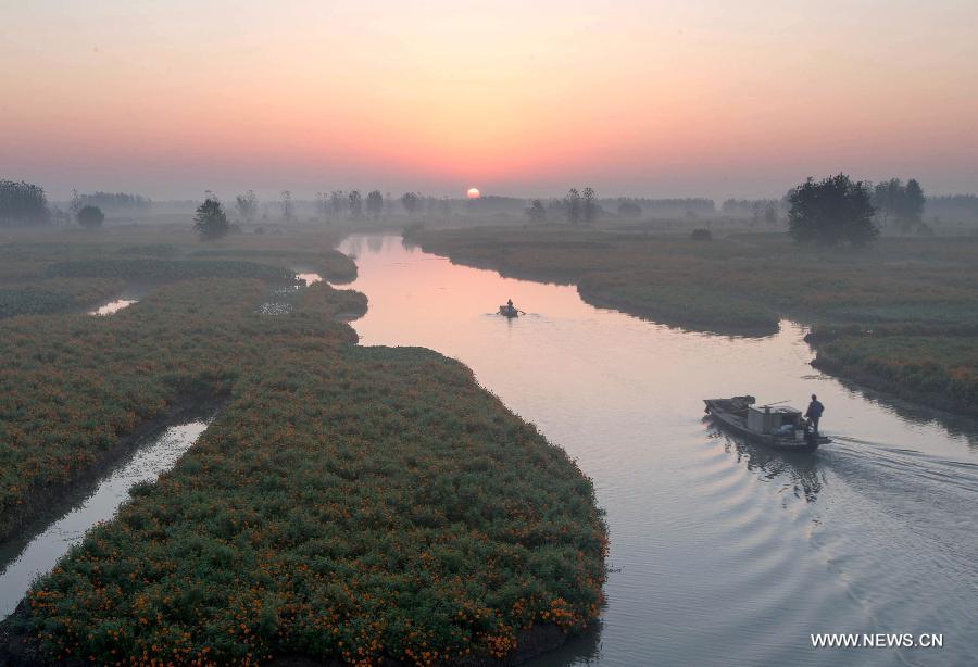 Marigold field scenery in Jiangsu