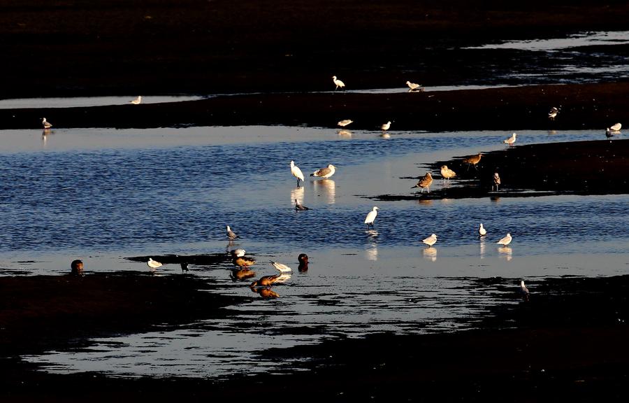 Let's go see birds in Geziwo Park, N China