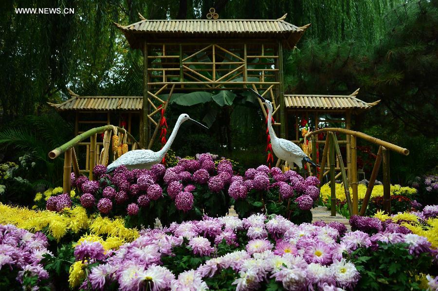 Colorful chrysanthemum at Baotu Spring Park in Jinan