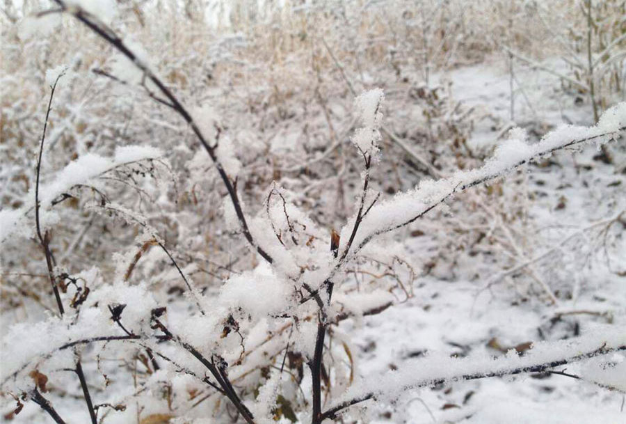 Beijing enjoys first snow