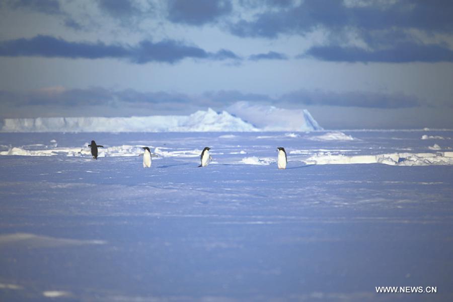 Penguins seen near China's Zhongshan Antarctic Station