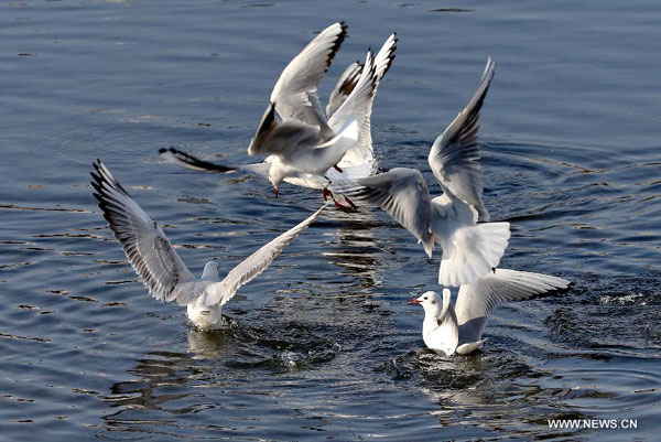 Seagulls come to China's Qinhuangdao