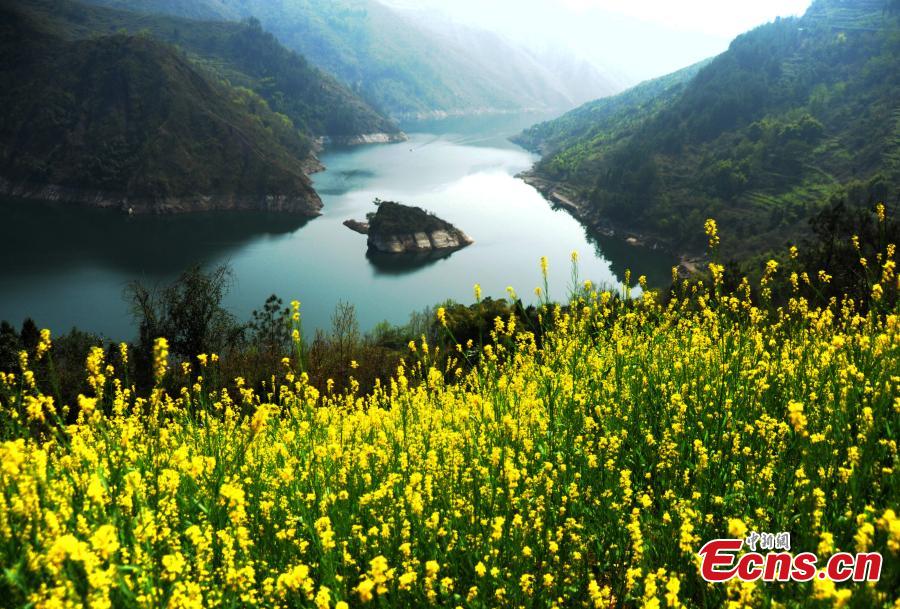 Giant 'tortoise' surfaces in Three Gorges Reservoir