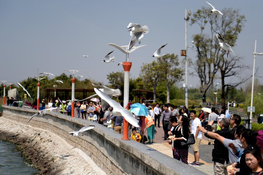 Black-headed gulls in Kunming start migrating to breed