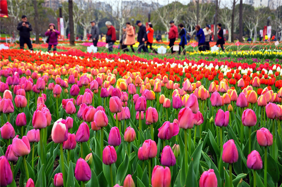 Spring flowers bloom across China