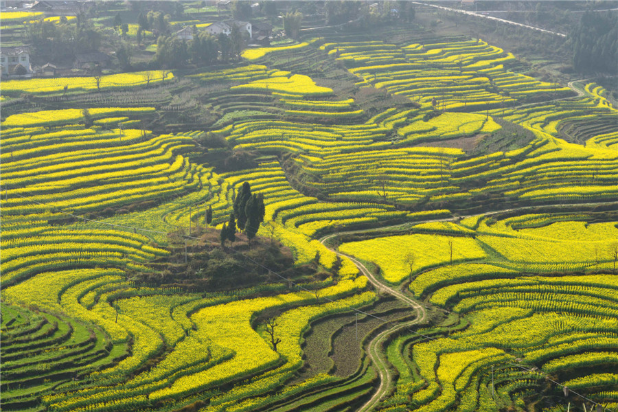 Spring flowers bloom across China