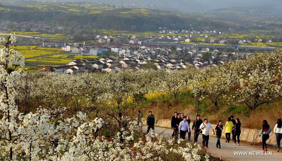 Pear flowers in full bloom