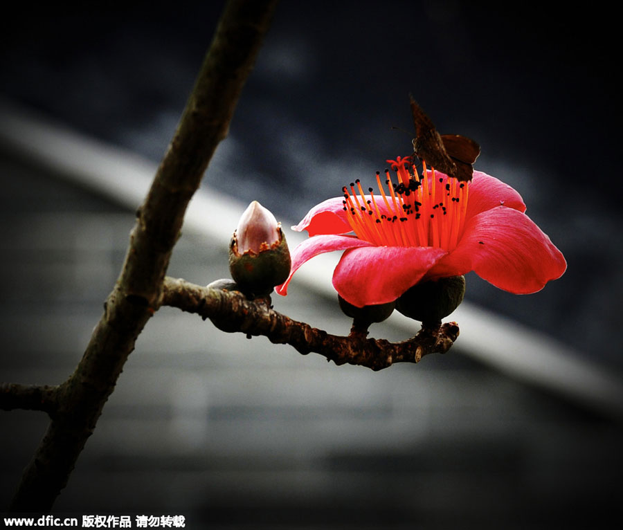 Red kapok flowers, as red as fire