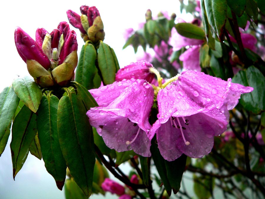 Colorful azaleas decorate Jinfo Mountain, Chongqing