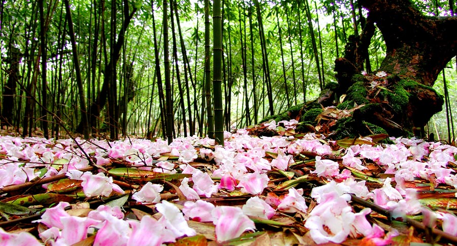 Colorful azaleas decorate Jinfo Mountain, Chongqing