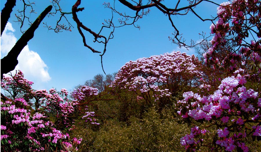 Colorful azaleas decorate Jinfo Mountain, Chongqing