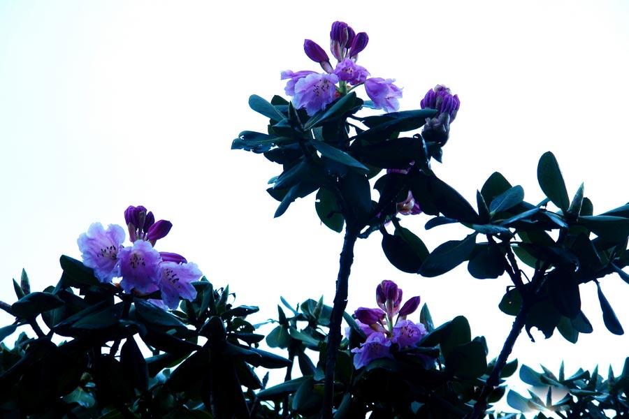 Colorful azaleas decorate Jinfo Mountain, Chongqing