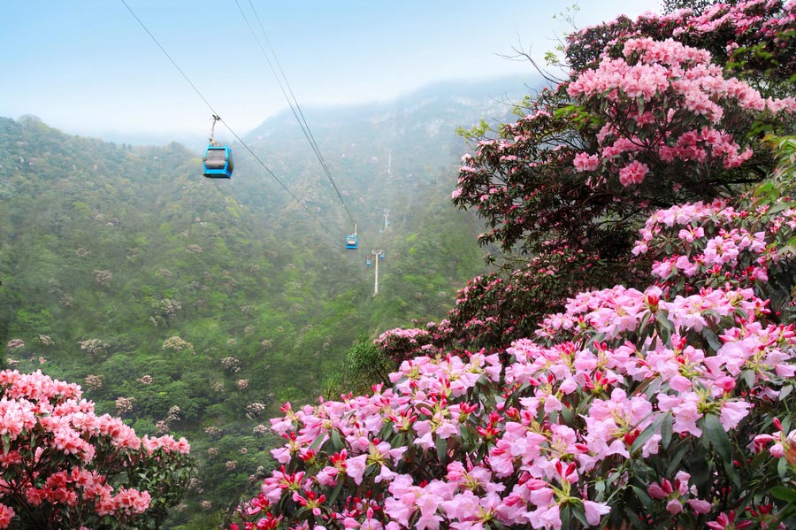 Colorful azaleas decorate Jinfo Mountain, Chongqing