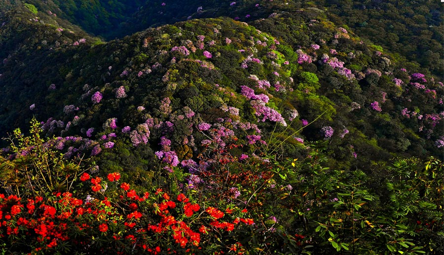 Colorful azaleas decorate Jinfo Mountain, Chongqing